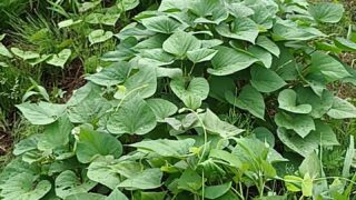 Thumbnail of post image 178