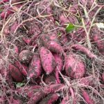 Thumbnail of related posts 129