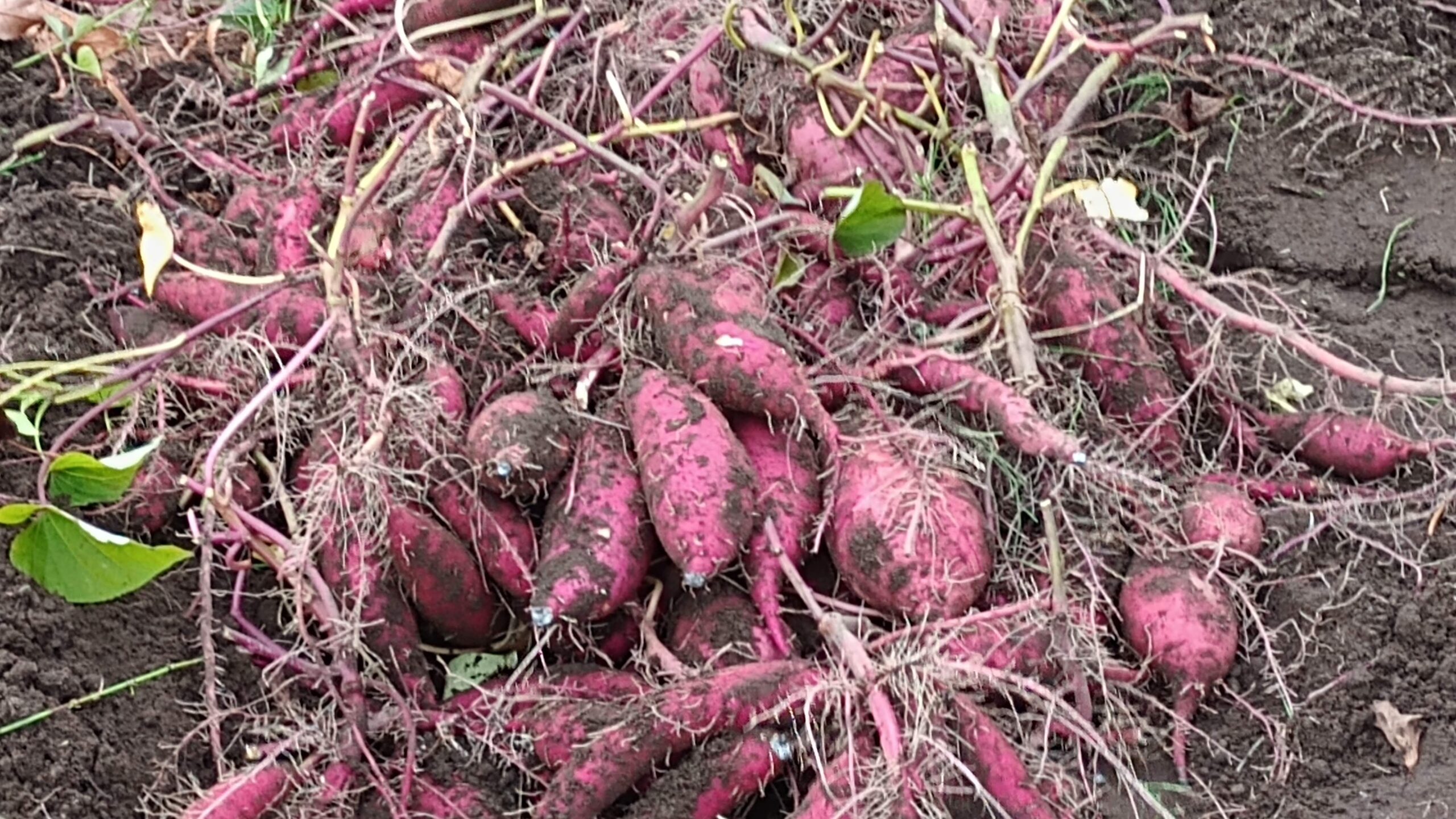 Thumbnail of post image 101