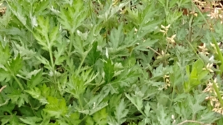 Thumbnail of post image 046