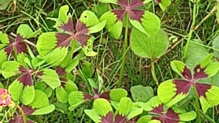 Thumbnail of post image 145