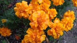 Thumbnail of post image 168