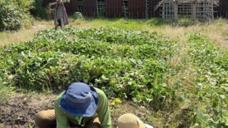 Thumbnail of post image 169