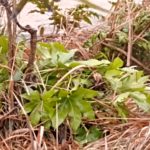 Thumbnail of related posts 017