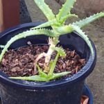 Thumbnail of related posts 127