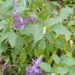 Thumbnail of related posts 148