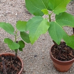 Thumbnail of related posts 018