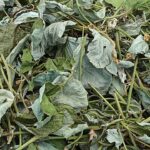 Thumbnail of related posts 014