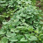 Thumbnail of related posts 069