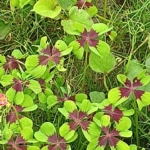 Thumbnail of related posts 032